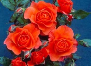 FOR YOU WITH LOVE (floribunda)